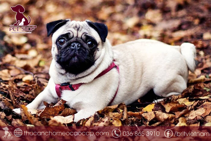 Chó Pug giá bao nhiêu tại Việt Nam Chó Pug giá bao nhiêu tại Việt Nam