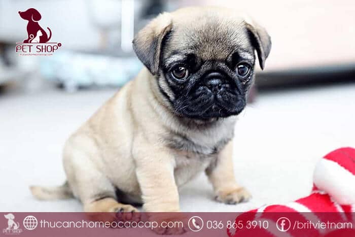 Giống chó Pug giá bao nhiêu Giống chó Pug giá bao nhiêu