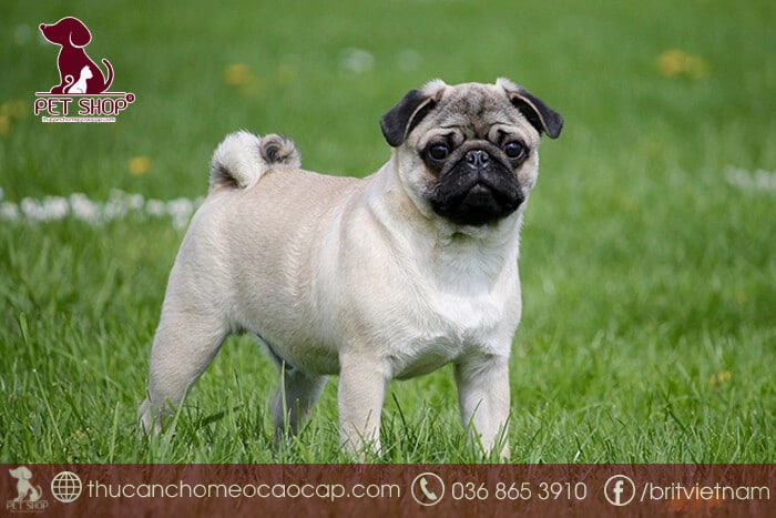 Lưu ý quan trọng khi mua chó Pug mặt xệ Lưu ý quan trọng khi mua chó Pug mặt xệ