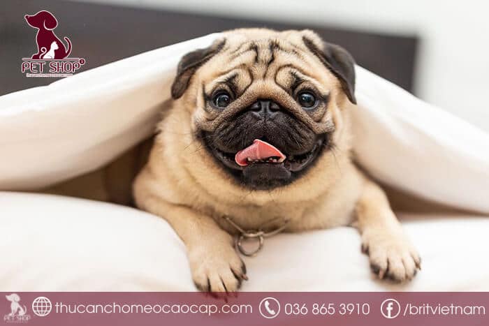 Chó Pug mặt xệ giá bao nhiêu Chó Pug mặt xệ giá bao nhiêu