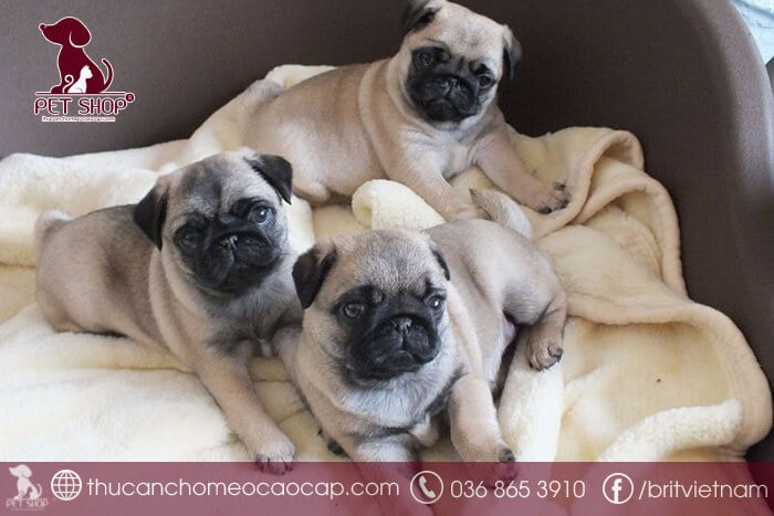 Giá chó Pug ở Việt Nam Giá chó Pug ở Việt Nam