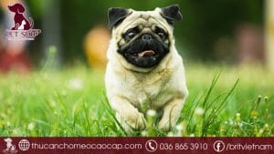 Chó Pug giá bao nhiêu