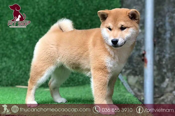 Chó Shiba con giá bao nhiêu Chó Shiba con giá bao nhiêu