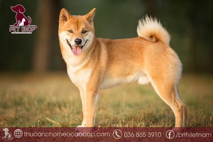 Chó Shiba bao nhiêu tiền Chó Shiba bao nhiêu tiền
