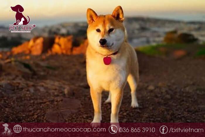 Chó Shiba bao nhiêu tiền tại Việt Nam Chó Shiba bao nhiêu tiền tại Việt Nam