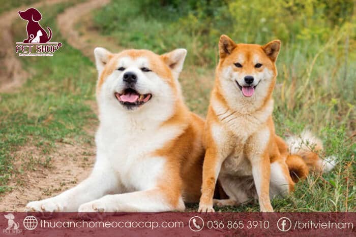 Giống chó Shiba giá bao nhiêu Giống chó Shiba giá bao nhiêu