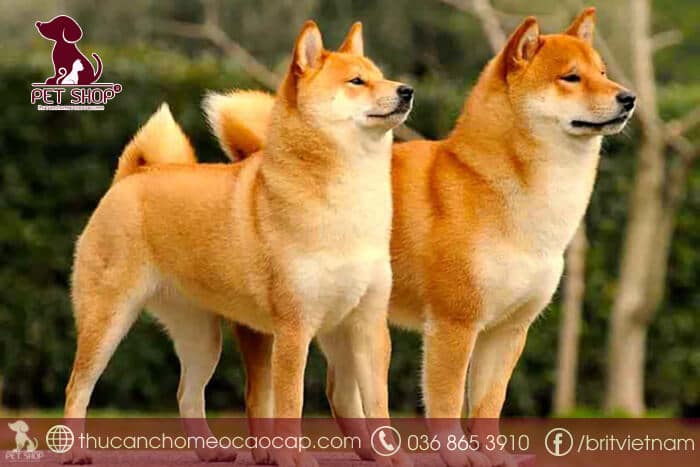 Lưu ý khi mua chó Shiba thuần chủng Lưu ý khi mua chó Shiba thuần chủng