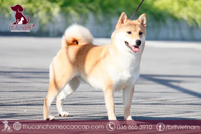 Chó Shiba Nhật giá bao nhiêu Chó Shiba Nhật giá bao nhiêu
