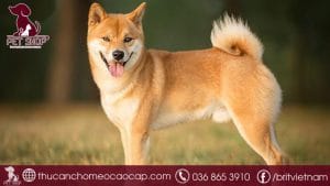 Chó Shiba bao nhiêu tiền