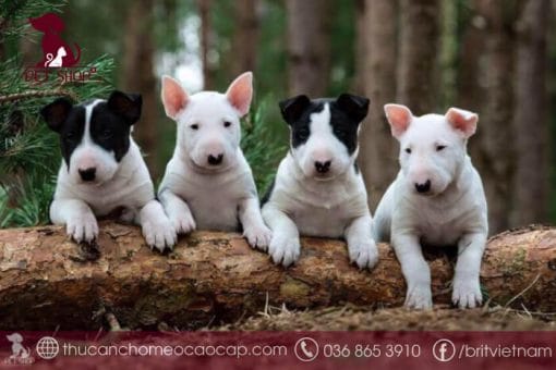 [MỚI] Chó Sục Bò Giá Bao Nhiêu | Chi Tiết Chó Bull Terrier Dũng Mãnh