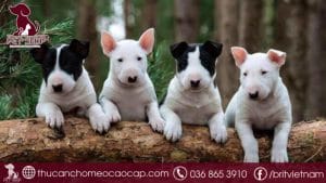 Chó sục bò giá bao nhiêu