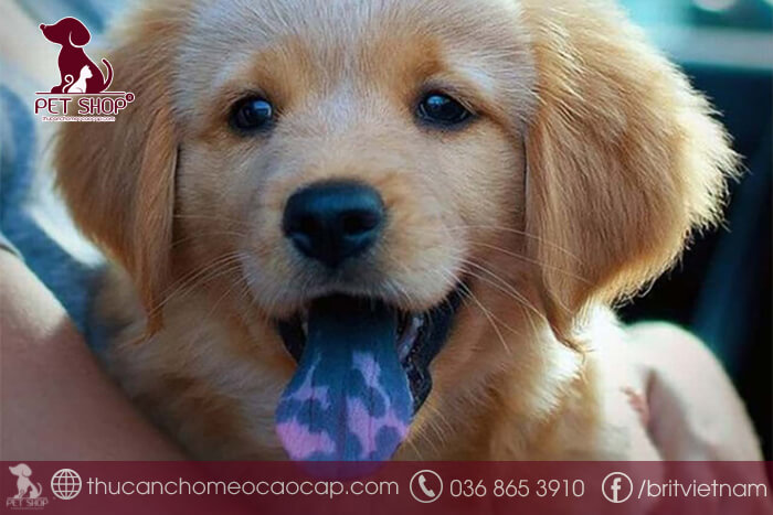 Hướng dẫn cách nhận biết chó khôn theo dân gian Hướng dẫn cách nhận biết chó khôn theo dân gian