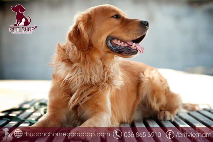 Chó thông minh như thế nào Chó thông minh như thế nào