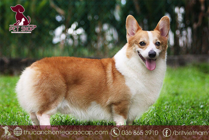 Cách nhận biết chó khôn dựa vào người huấn luyện lâu năm Cách nhận biết chó khôn dựa vào người huấn luyện lâu năm