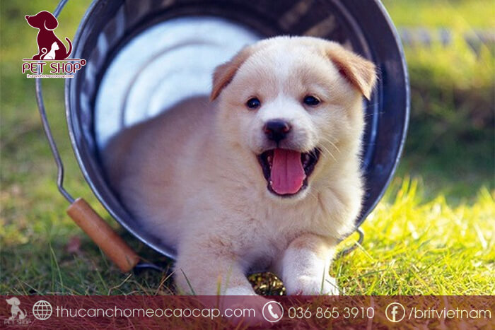 Cách chọn giống chó khôn để nuôi Cách chọn giống chó khôn để nuôi