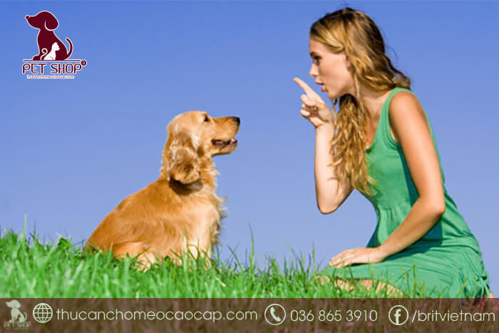 chọn giống chó khôn chọn giống chó khôn