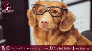 cách nhận biết chó khôn