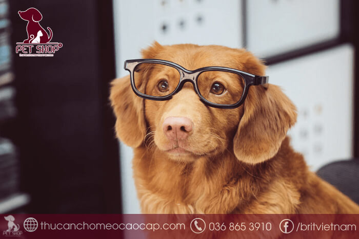 cách nhận biết chó khôn cách nhận biết chó khôn