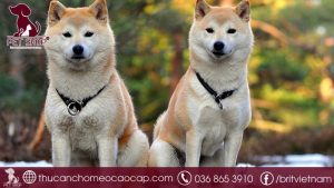 chó Akita giá bao nhiêu