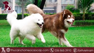 chó Alaska giá bao nhiêu