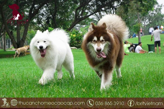 Yếu tố nào ảnh hưởng tới giá chó Alaska tại Việt Nam