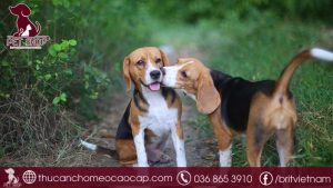 chó Beagle giá bao nhiêu