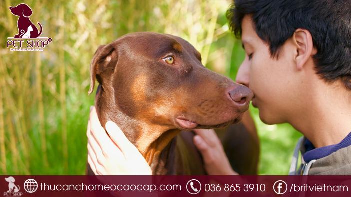 chó Doberman giá bao nhiêu chó Doberman giá bao nhiêu