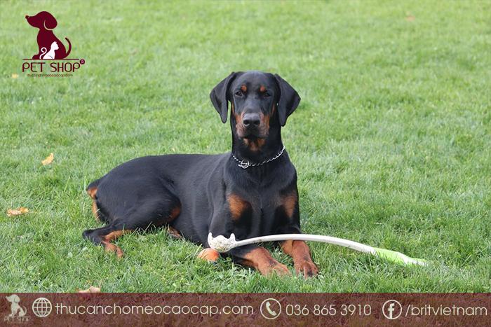 Thông tin về giống chó Doberman Thông tin về giống chó Doberman