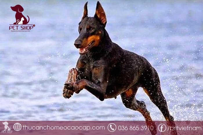 Yếu tố nào ảnh hưởng tới chó Doberman giá bao nhiêu Yếu tố nào ảnh hưởng tới chó Doberman giá bao nhiêu