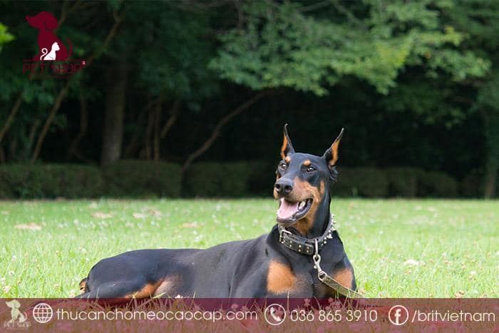 mua bán chó Doberman mua bán chó Doberman
