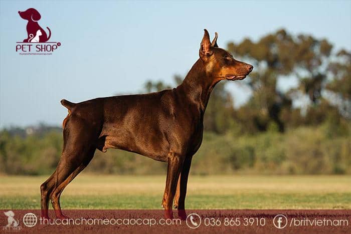 chó Doberman giá bao nhiêu tiền chó Doberman giá bao nhiêu tiền