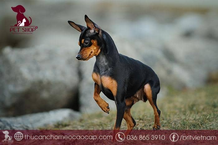 Giá chó giống Doberman Pinscher Đức thuần chủng Giá chó giống Doberman Pinscher Đức thuần chủng