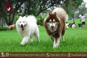 Chó sống được bao lâu