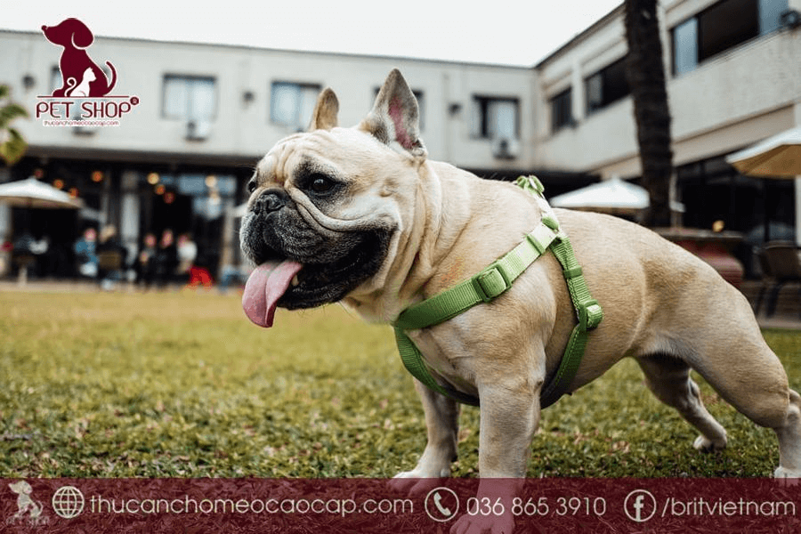 Chó Bull Pháp sống được bao lâu