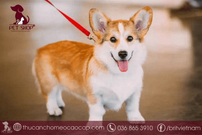Chó Corgi sống được bao lâu