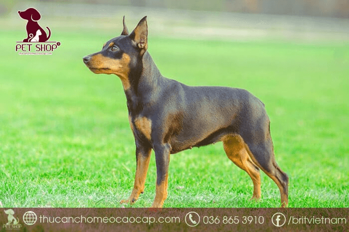 Chó Phốc Hươu sống được bao lâu