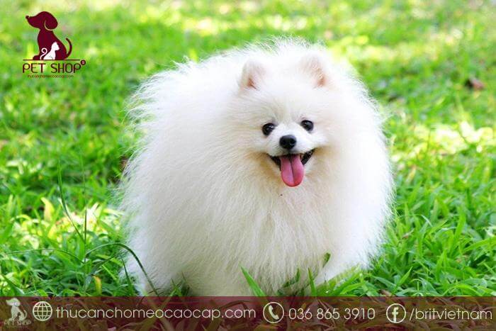 Chó Phốc Sóc sống được bao lâu