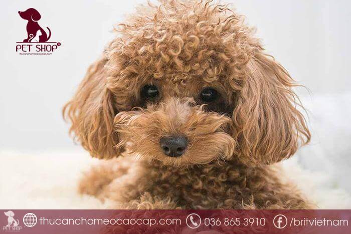 Chó Poodle sống được bao lâu
