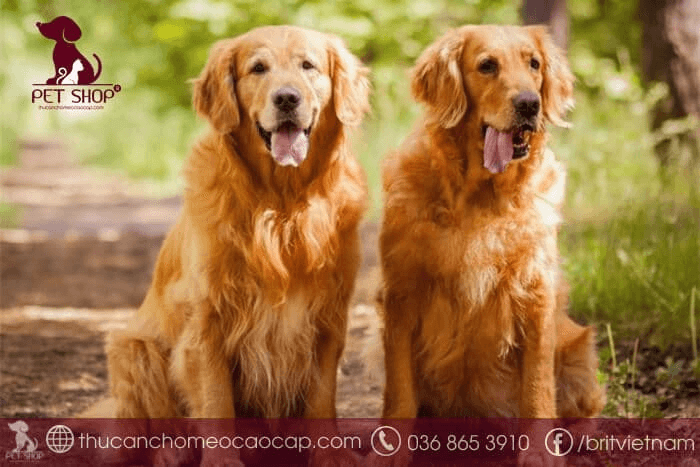 Chó Golden sống được bao lâu