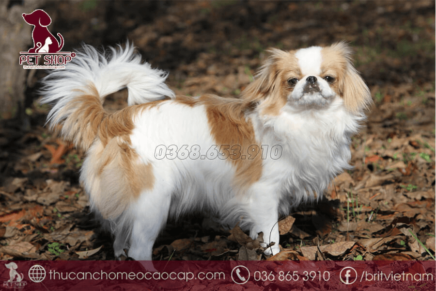 Chó Nhật sống được bao lâu