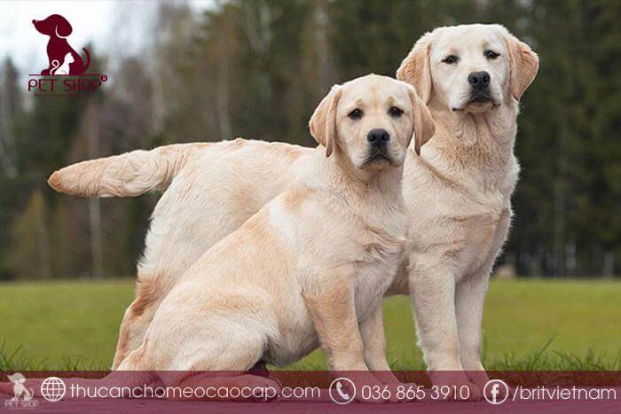 Chó Labrador sống được bao lâu