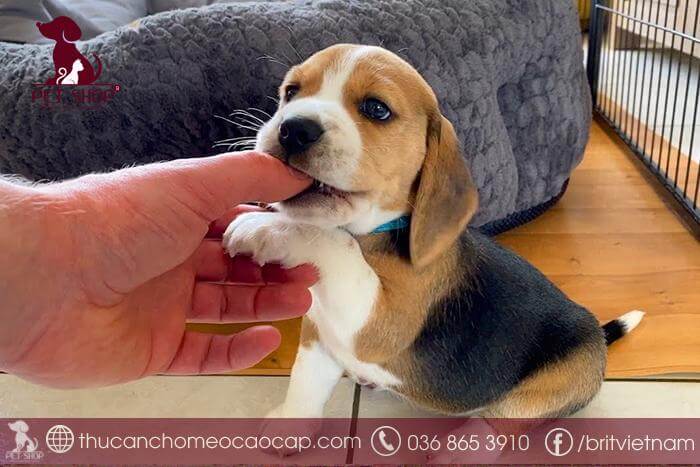 Bí quyết tăng tuổi thọ cho chó như thế nào?