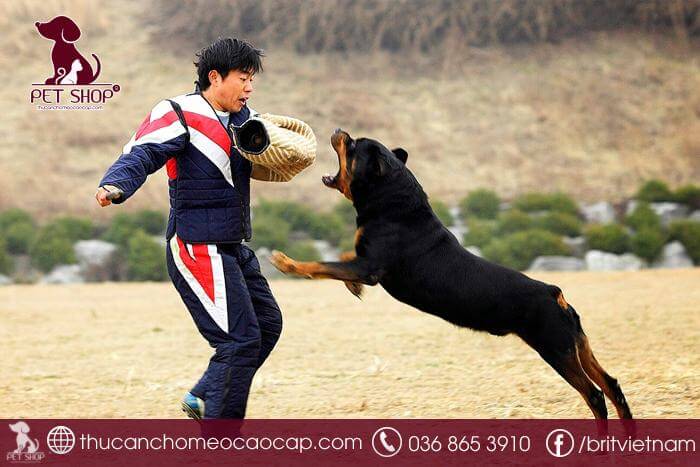 Thường xuyên cho chó vận động