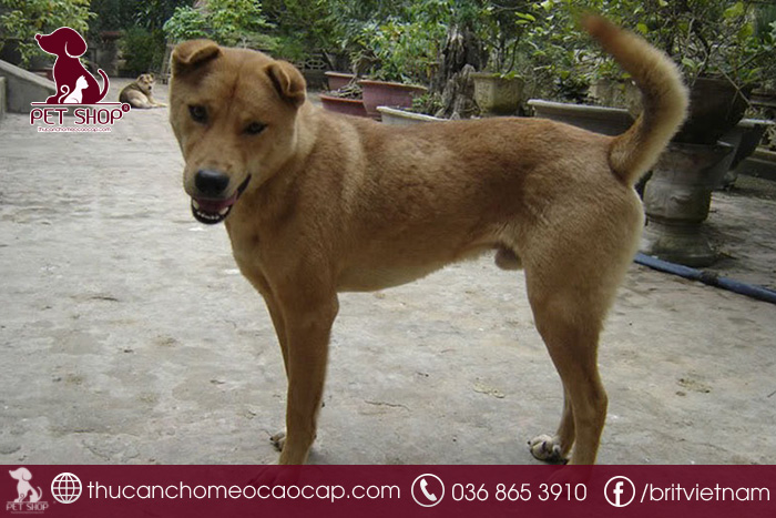 Chó cỏ sống được bao lâu