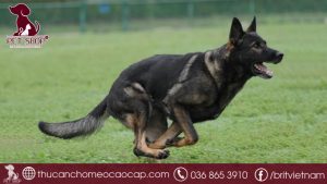 chó Working giá bao nhiêu