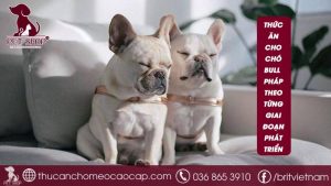 Tư vấn thức ăn cho chó Bull Pháp chính xác theo giai đoạn phát triển