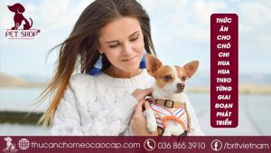 thức ăn cho chó Chihuahua