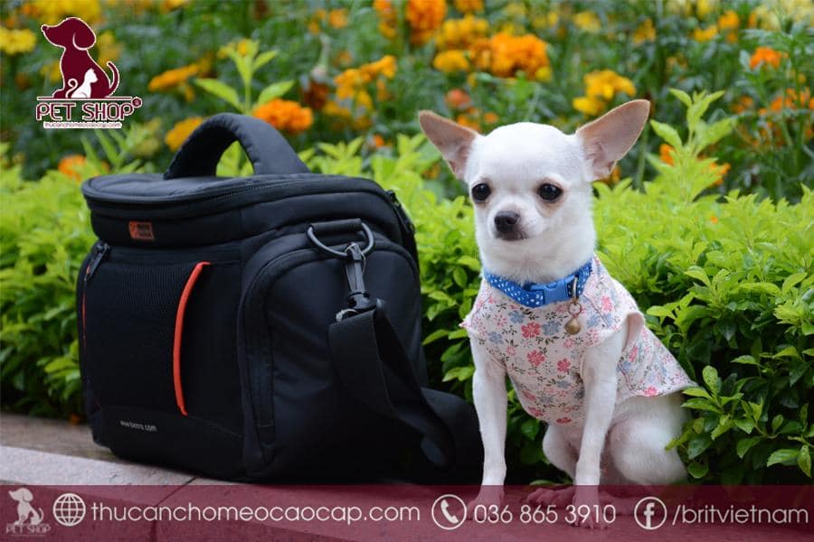 Chó Chihuahua ăn gì