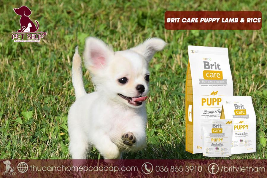 thức ăn cho chó Chihuahua con