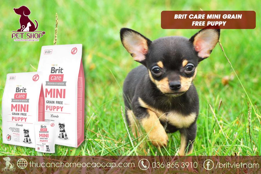 đồ ăn cho chó Chihuahua